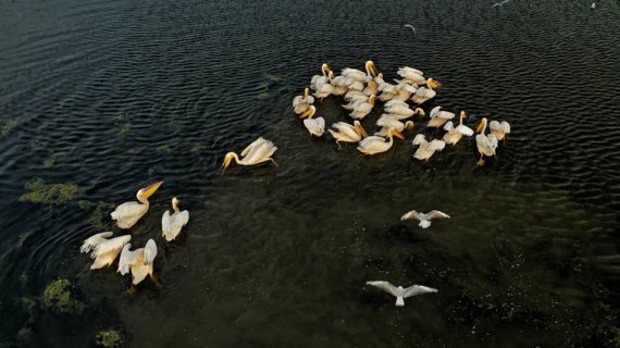 Дунайская популяция розового пеликана считается крупнейшей в Европе.