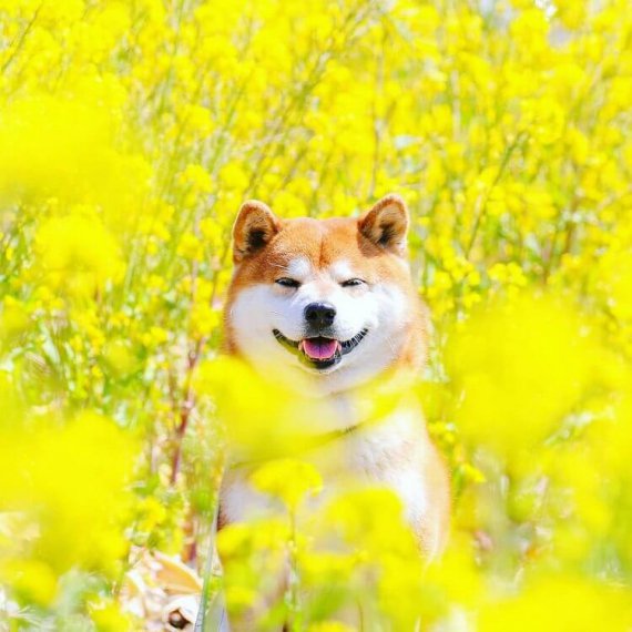  Масайя Ишизуки создает удивительные фотографии своей собаки Хачи
