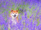Масайо Ішизукі створює дивовижні світлини свого собаки Хачі