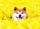  Масайя Ишизуки создает удивительные фотографии своей собаки Хачи