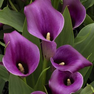 Кала сорту Аметист має фіолетово- лавандового кольору квітконоси з тонкою білою смужкою вздовж краю 