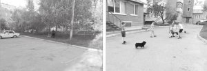 Мешканці багатоповерхівки на вулиці Яблуневій, 2 у селі Супрунівка Полтавського району переживають, що на їхніх дітей нападе пес бійцівської породи. На фото зліва собаку без ­намордника і повідка вигулює господар