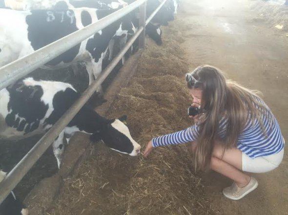 В Израиле, в основном, голландские коровы, которые летом стоят под вентиляторами, им делают массажи, часто поливают из душа, следят, чтобы у животных не было депрессий. 