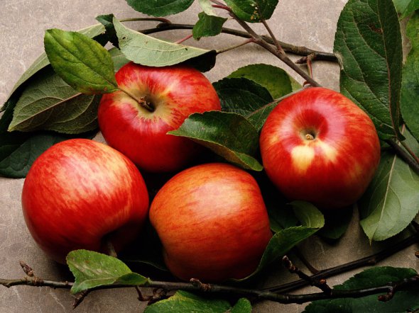 Зимові яблука Берегиня зберігаються до травня