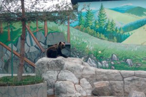 В винницком зоопарке переселили медведей. Фото: naparise.com