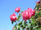 У Нових Санжарах на Полтавжині розквітли 19 тисяч троянд
