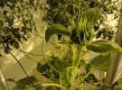 Ученые вырастили экологические овощи методом аэропоники.