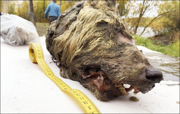 У Якутії знайшли голову доісторичного вовка