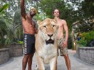 5-річний Аполлон важить понад 340 кг і є унікальним. Його батько й мати білі лев і тигр