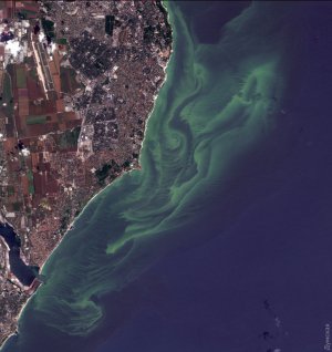 Спутниковый снимок Черного моря. Фото: думская