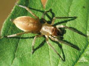 Жовтосумий колючий павук не вважається отруйним, проте його укус викликає алергію. Симптоми отруєння залишаються до 10 днів