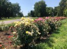 У центрі села Мачухи, що на Полтавщині висаджено понад 400 кущів троянд