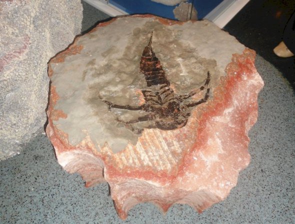 У Білорусі викопали скорпіона часів палеозойської ери