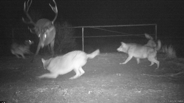 Стая чернобыльских волков охотится на оленя.
