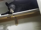 В американском штате Монтана черный медвежонок залез в дом супружеской пары. Животное умудрилось замкнуться в шкафу-кладовке.