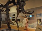 Выставка "Ледниковая эпоха: Возвращение мамонта во Львов"