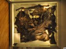 Выставка "Ледниковая эпоха: Возвращение мамонта во Львов"