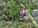 На Київщині гроза повалила дерева