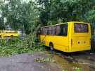 Дерево впало на маршрутку. Постраждалих немає.