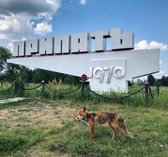 По улицам ходят дикие звери, а в домах бывших жителей Чернобыля растут деревья, трава и мох.