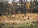 По улицам ходят дикие звери, а в домах бывших жителей Чернобыля растут деревья, трава и мох.