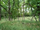 Розрита Могила в Котелевському районі Полтавської області, бокові вали заросли деревами