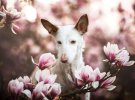 Переможці конкурсу кращих фото собак у 2019 році. Фото: Dog Photographer of the Year