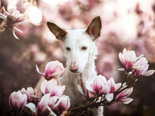 Победители конкурса лучших фото собак в 2019 году. Фото: Dog Photographer of the Year