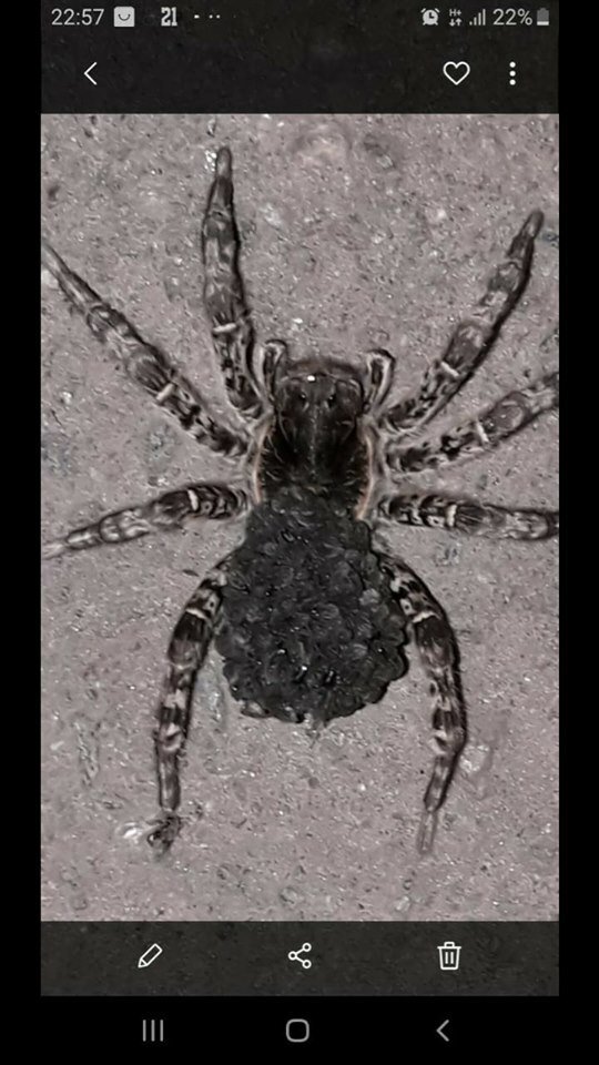 На Харківщині знайшли отруйних павуків