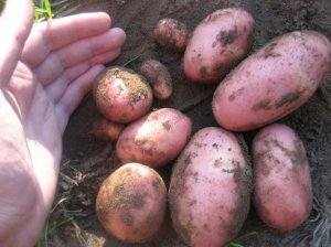 Сорт картоплі Ред Скарлет дає із сотки 190 кілограмів врожаю. Бульби червоні, овальні. Найкращі для запікання у духовці