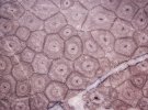 Окаменевший коралл. Ориентировочный возраст 200-250 млн. лет. "Шестиугольник" это cепта коралла, то чем он питается. Отверстие в центре это сам желудочек куда попадает пища.