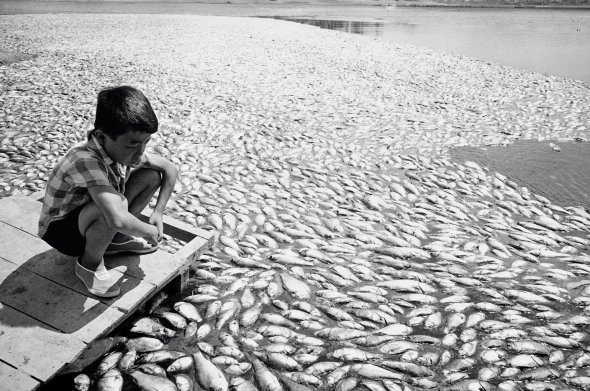 6-річний японець дивиться на мертву рибу в озері поблизу міста Осака 9 липня 1964-го. Два місяці в цьому регіоні не було дощів. Рівень води знизився, і загинуло 80 відсотків риби – основної їжі японців. Ціни на неї підскочили втричі