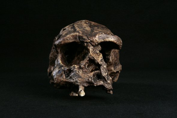 Знайшли найдавніший череп Homo Erectus'а