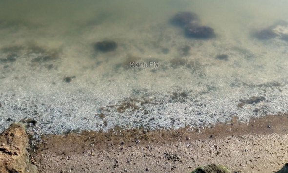 Дохлая рыба на берегу шламохранилища в Героевке
