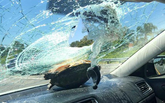 Черепаха осталась невредимой после того, как влетела в стекло автомобиля