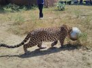 Леопард 5 часов ходил с миской на голове, пока его не освободили спасатели.