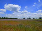 На Полтавщині поля зацвіли фіолетовим