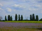 На Полтавщині поля зацвіли фіолетовим