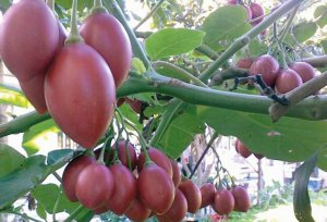 М’якоть тамарільо має кисло-солодкий смак з ароматом смородини. Його можна вирощувати на городі або як кімнатну рослину