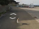 Камери Google Street View зробилі смішні випадкові знімки тварин