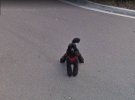 Камери Google Street View зробилі смішні випадкові знімки тварин