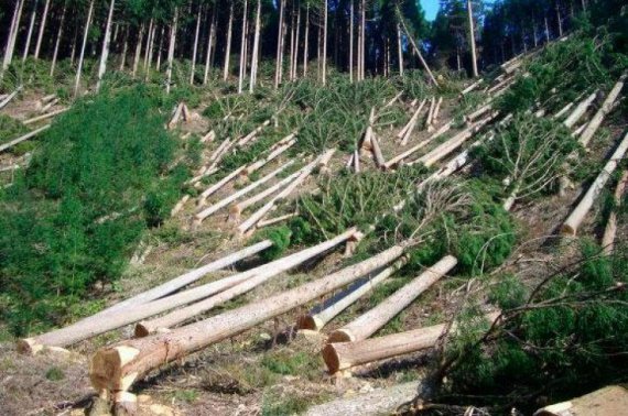 Під Харковом тітушки напали на екоактивістів