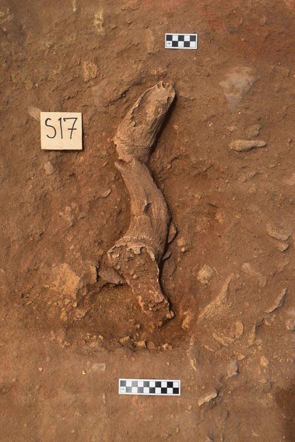 Бичий ріг знайдений неподалік вівтаря у ході розкопок на Сицилії
