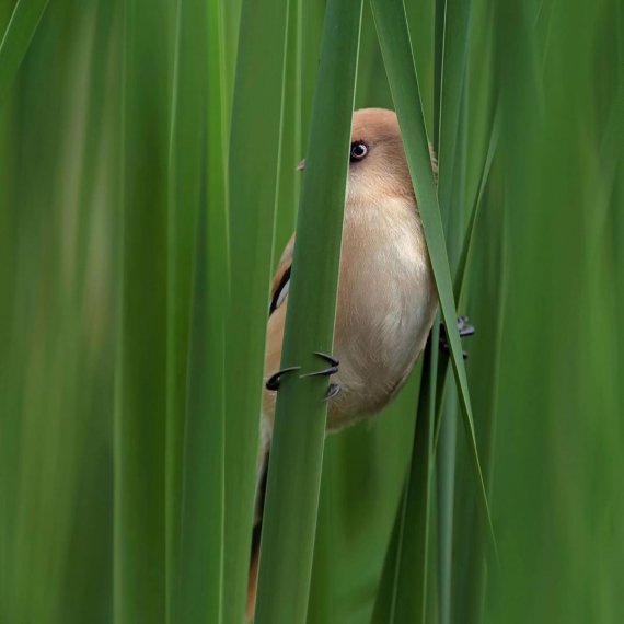 Пташку фотограф "спіймав" на озері Вирлиця.