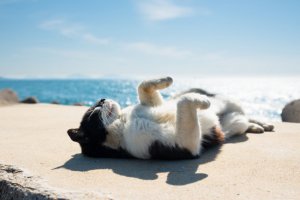 У східних і південних областях повітря прогріється до +27...+29 градусів. Фото: artfile.me