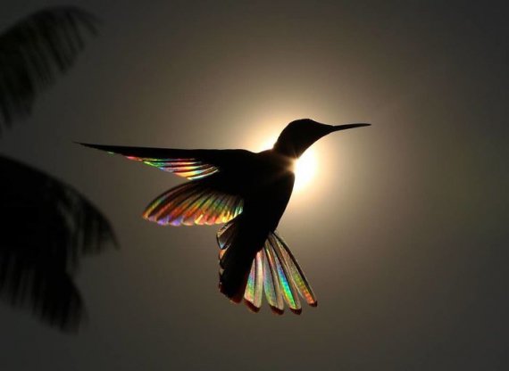Художник і фотограф Крістіан Спенсер сфотографував якобінського колібрі проти сонячного світла. Під таким кутом пір'я птахи створило ефект призми, а сама птаха, як "маленька літаюча веселка"
