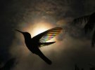 Художник і фотограф Крістіан Спенсер сфотографував якобінського колібрі проти сонячного світла. Під таким кутом пір'я птахи створило ефект призми, а сама птаха, як "маленька літаюча веселка"