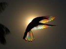Художник и фотограф Кристиан Спенсер сфотографировал якобинского колибри против солнечного света. Под таким углом перья птицы создало эффект призмы, а сама птицы, как "маленькая летающая радуга"