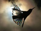 Художник и фотограф Кристиан Спенсер сфотографировал якобинского колибри против солнечного света. Под таким углом перья птицы создало эффект призмы, а сама птицы, как "маленькая летающая радуга"