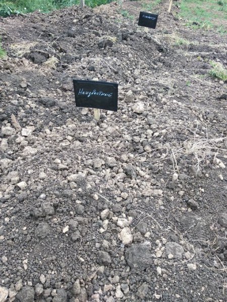 В Єнакієвому знайшли свіжі поховання проросійських бойовиків